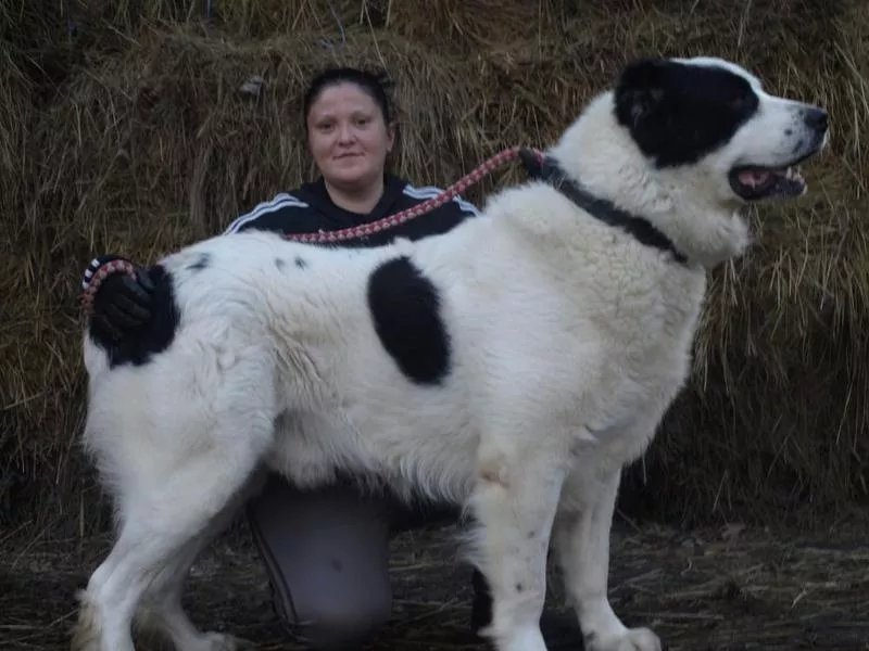 Щенки САО от БАТЫР ГАЯ