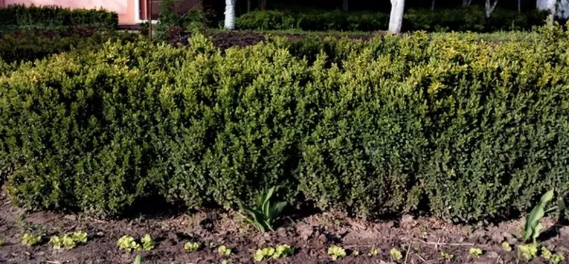 Самшит вечнозеленый (Buxus sempervirens)