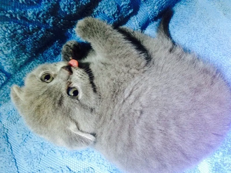 Шотладские вислоухие и прямоухие котята Scottish fold 2