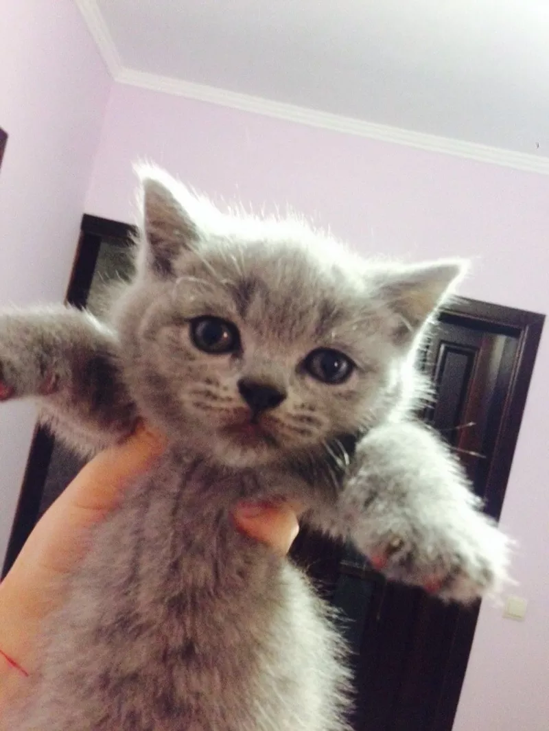 Шотладские вислоухие и прямоухие котята Scottish fold 3