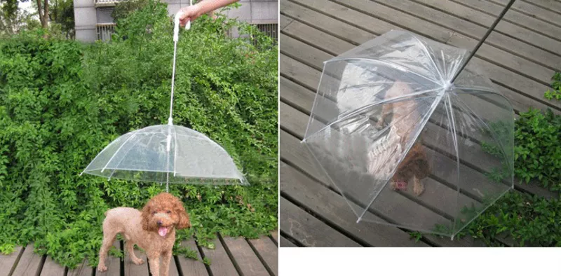 Зонт для собак – и комфортно,  и прикольно!