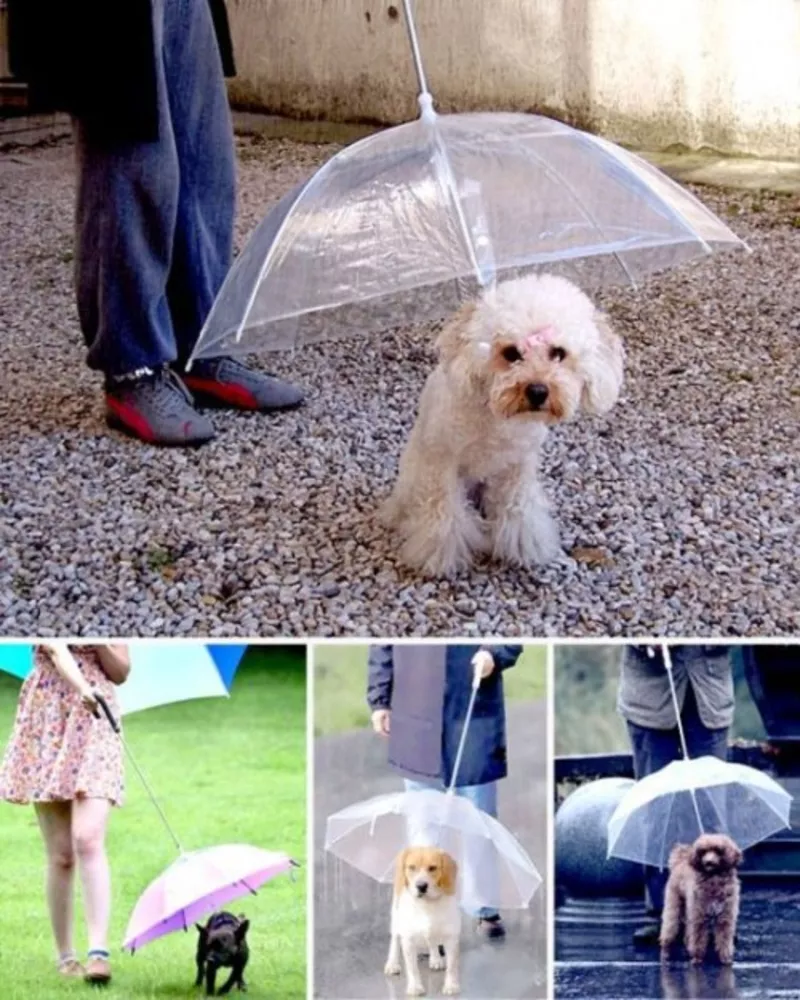 Зонт для собак – и комфортно,  и прикольно! 2