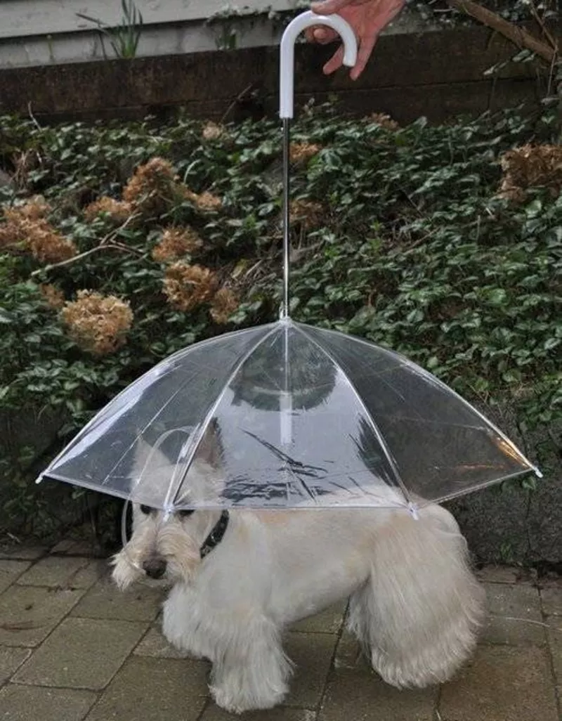 Зонт для собак – и комфортно,  и прикольно! 3