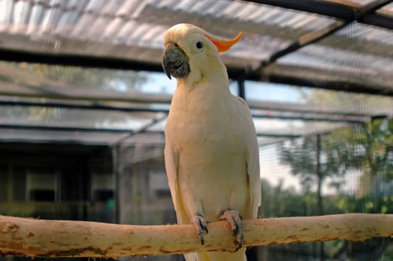 Оранжевохохлый какаду (Cacatua sulphurea citrinocristata)