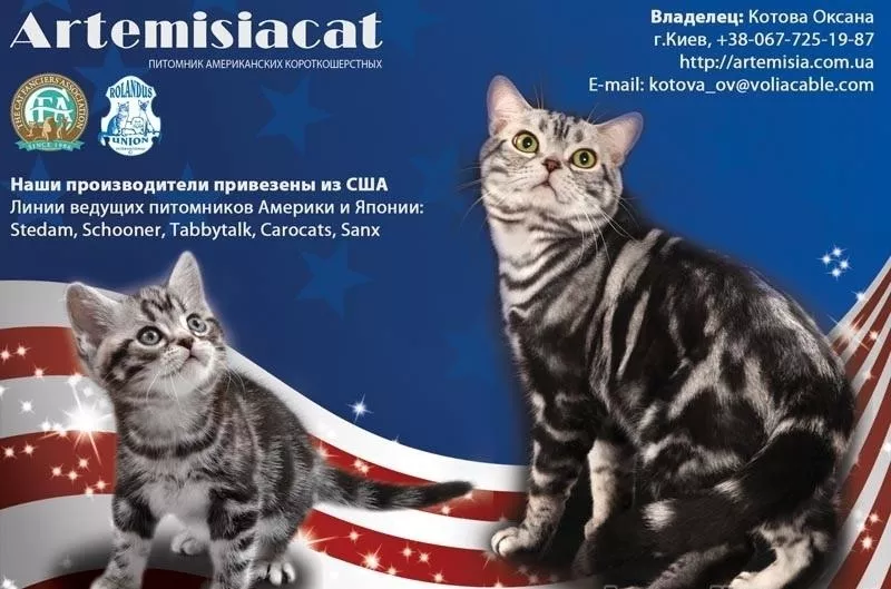 Продажа котят. Американские короткошерстные котята. CFA рег.