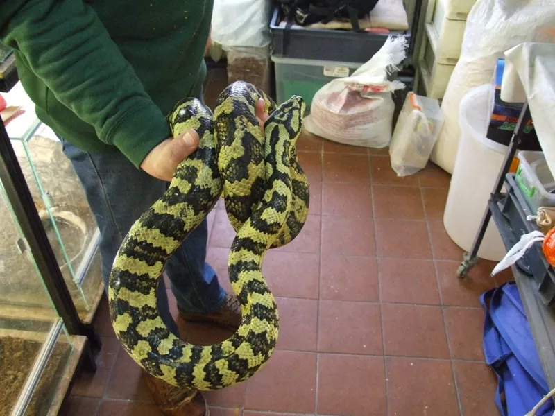 Ковровый питон (Morelia spilota cheynei) 