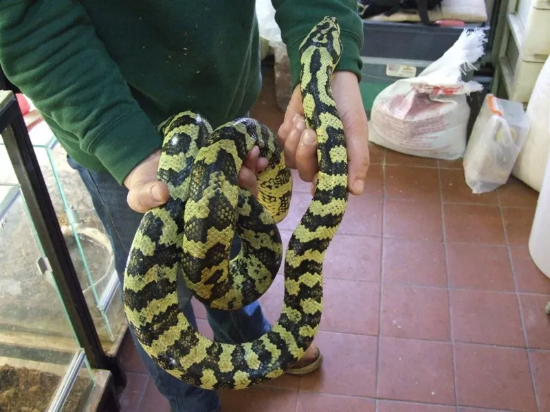 Ковровый питон (Morelia spilota cheynei)  2