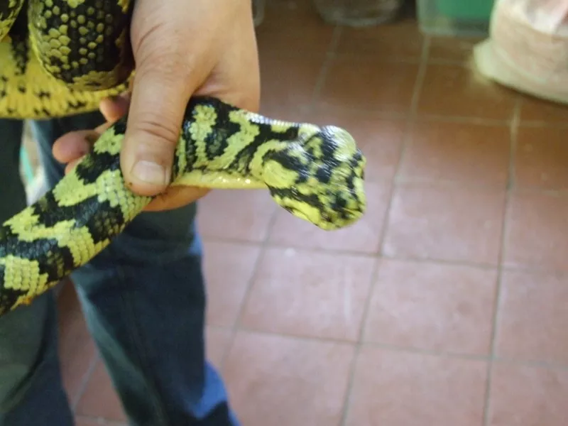 Ковровый питон (Morelia spilota cheynei)  3