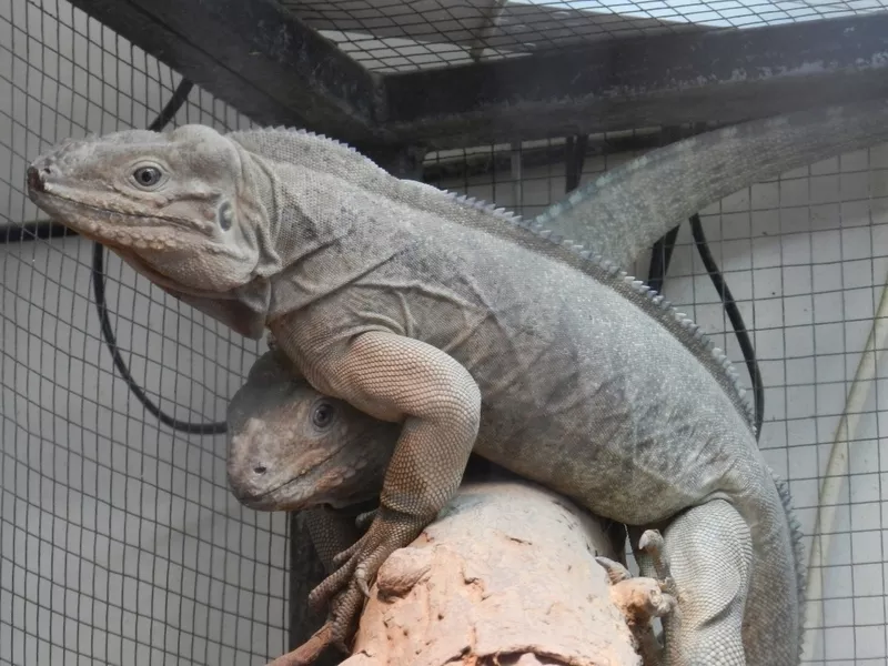 Продам игуану носорог (Cyclura cornuta) 