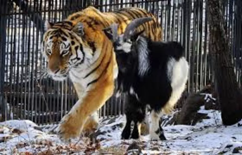 Помощь тигру Амуру и козлу Тимуру 4