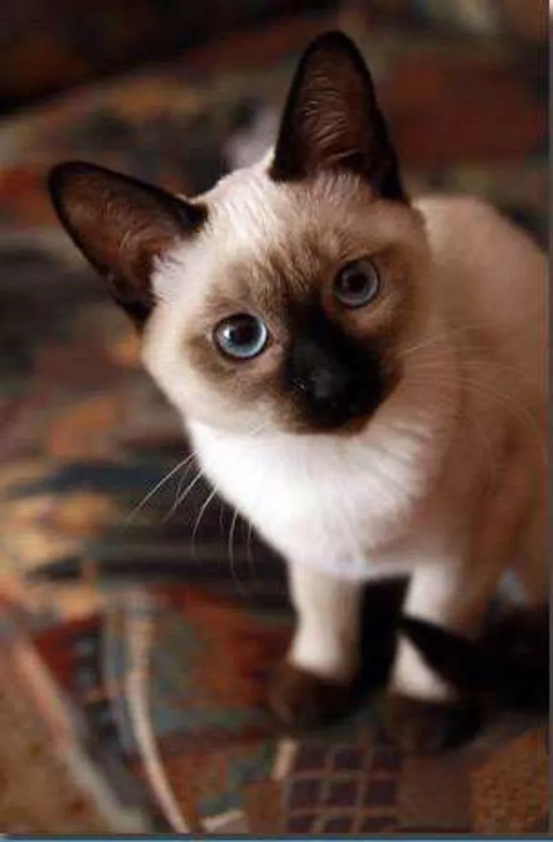 Сиамские не ориентальные (тайские) котята. от заводчика с документами