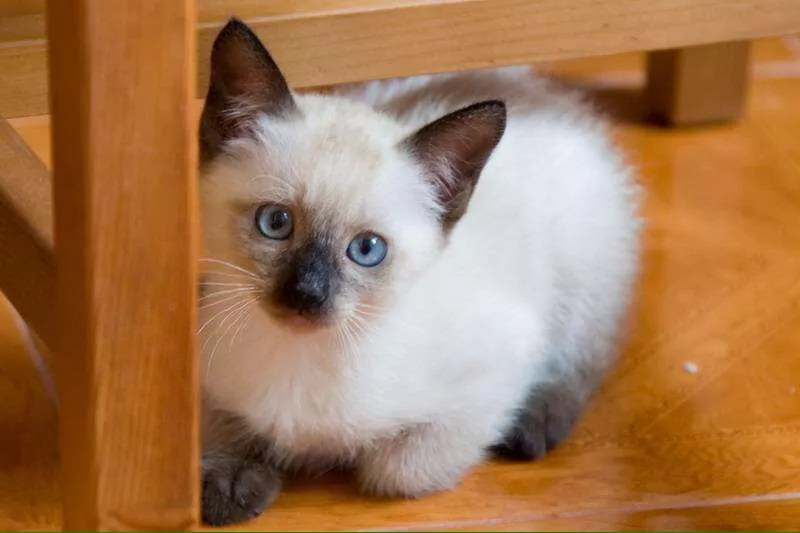 Сиамские не ориентальные (тайские) котята. от заводчика с документами 3