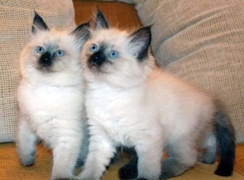 Сиамские не ориентальные (тайские) котята. от заводчика с документами 4