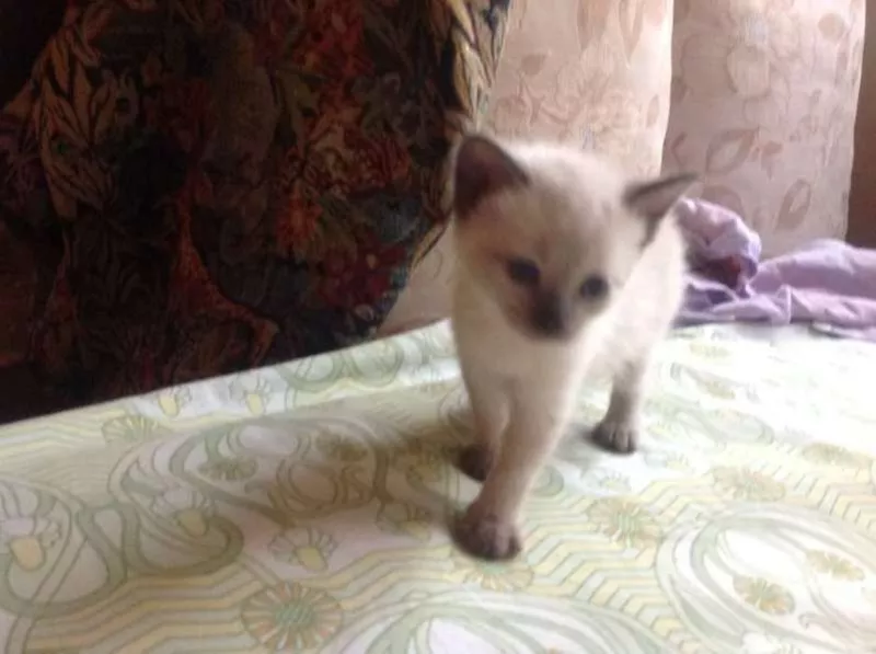 Сиамские не ориентальные (тайские) котята. от заводчика с документами 5