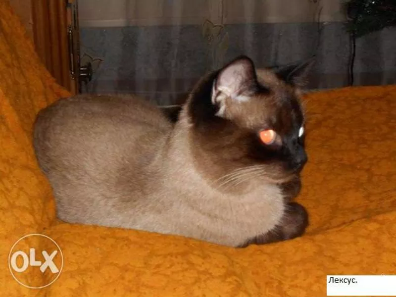 Сиамские не ориентальные (тайские) котята. от заводчика с документами 6