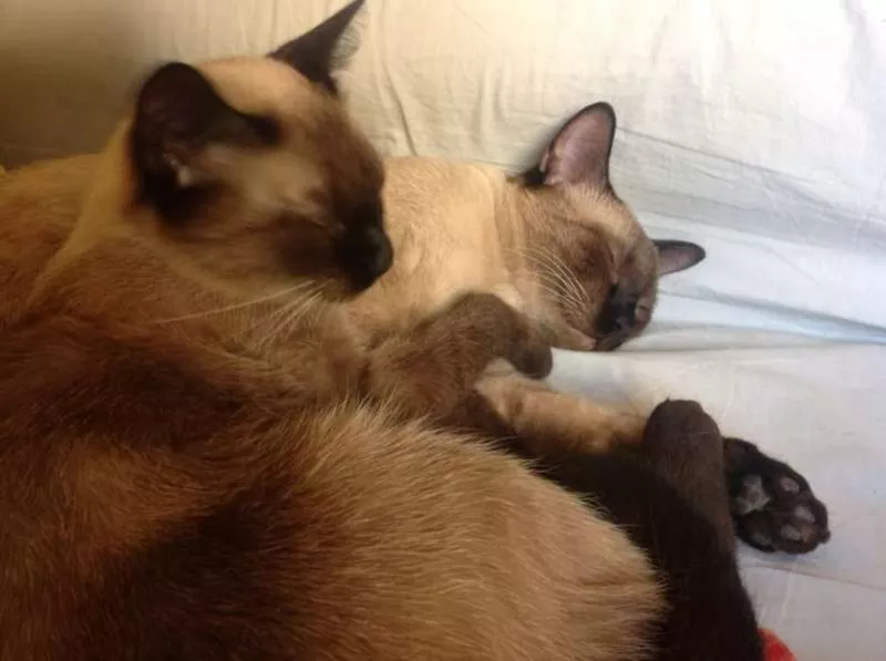 Сиамские не ориентальные (тайские) котята. от заводчика с документами 7