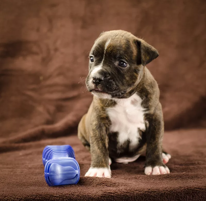 For Sale American Staffordshire Terrier puppy UKU - FCI  2