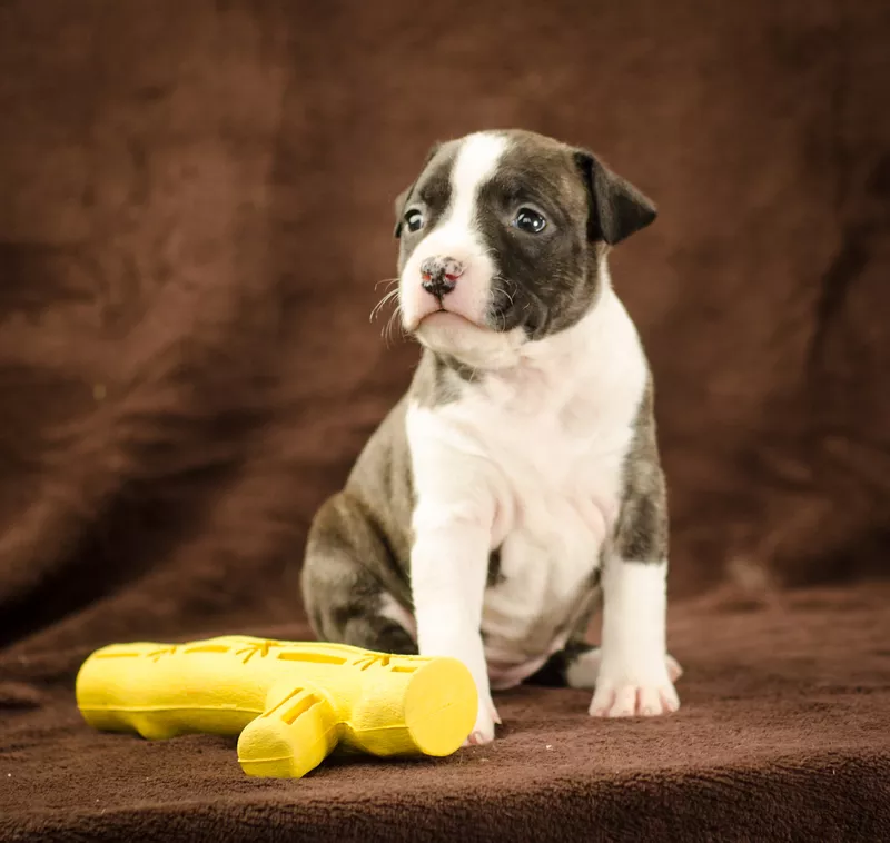 For Sale American Staffordshire Terrier puppy UKU - FCI  4