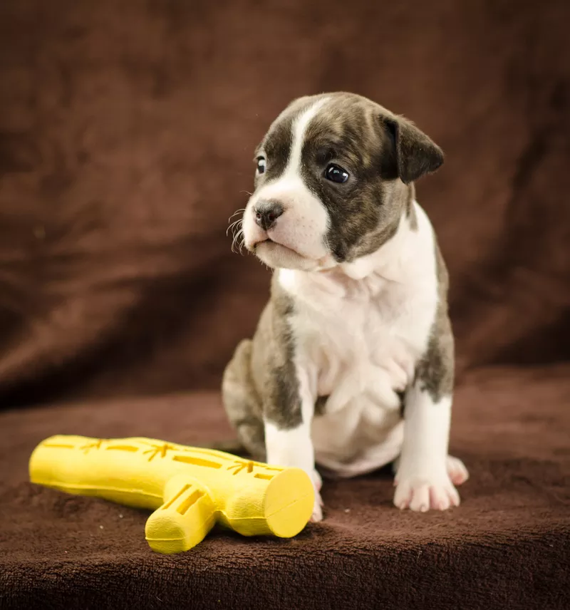 For Sale American Staffordshire Terrier puppy UKU - FCI  5