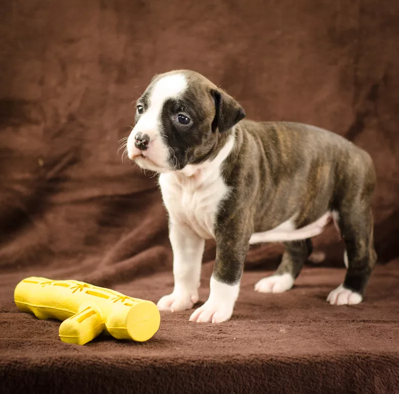 For Sale American Staffordshire Terrier puppy UKU - FCI  6