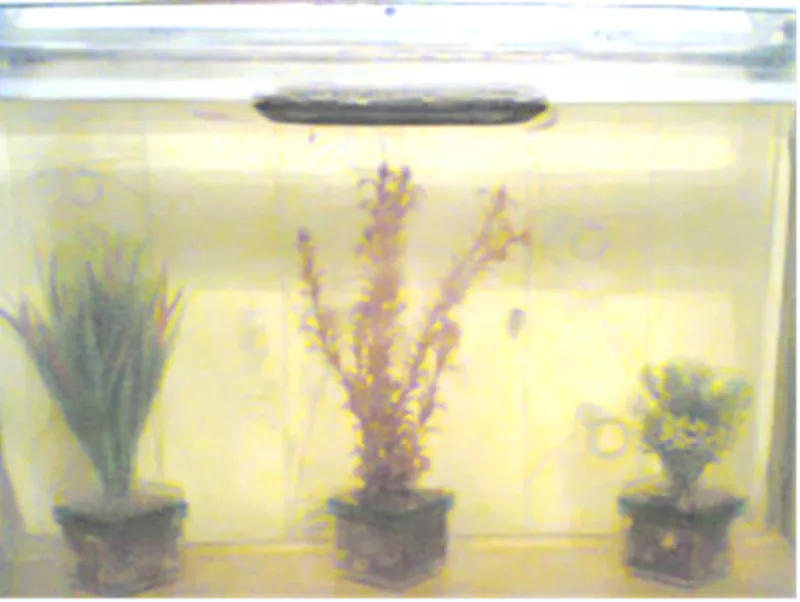 Коробочки из оргстекла для аквариумных растений,  разных размеров 9