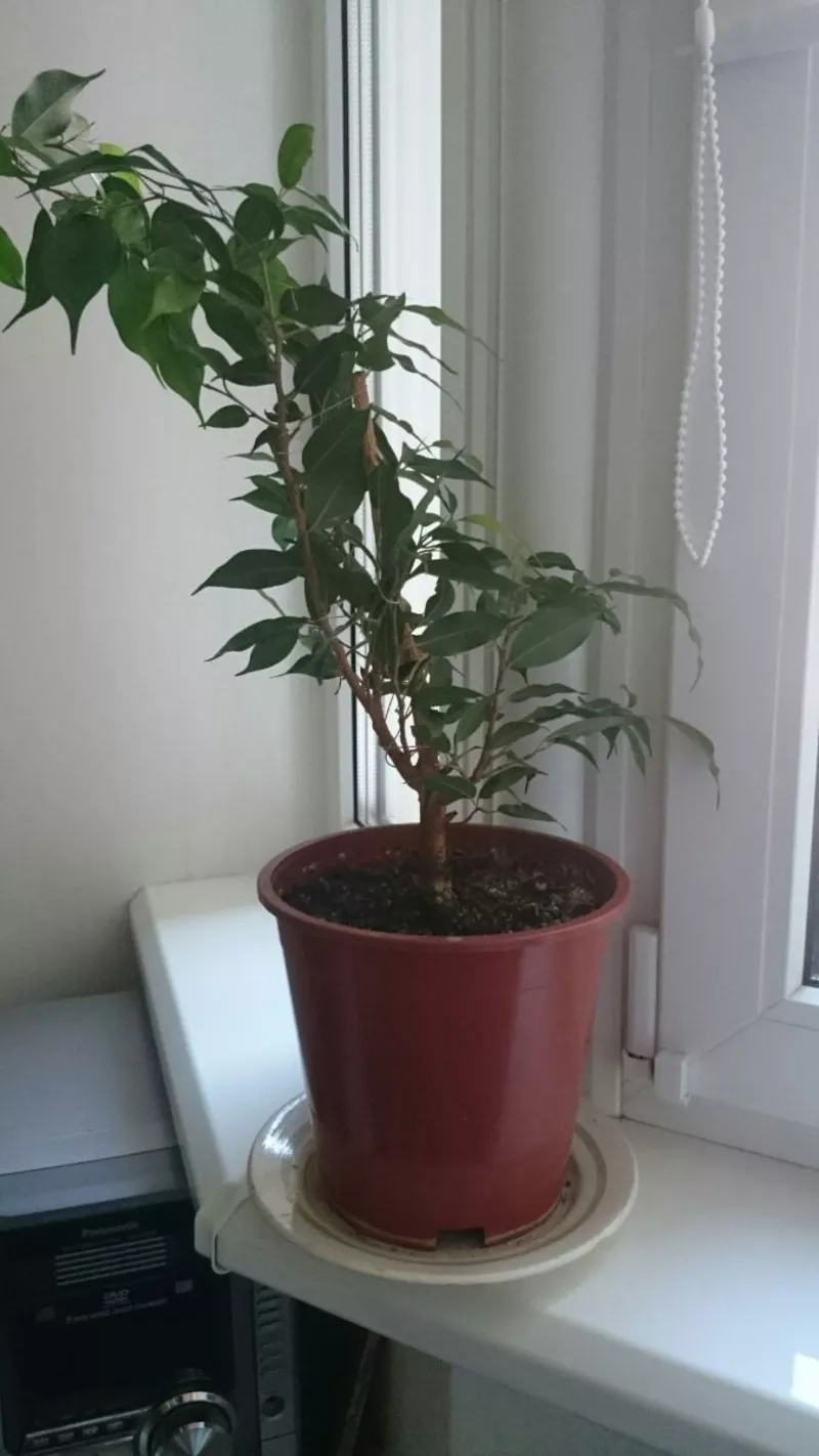 Продам комнатное растение фикусы Бенджамина 3