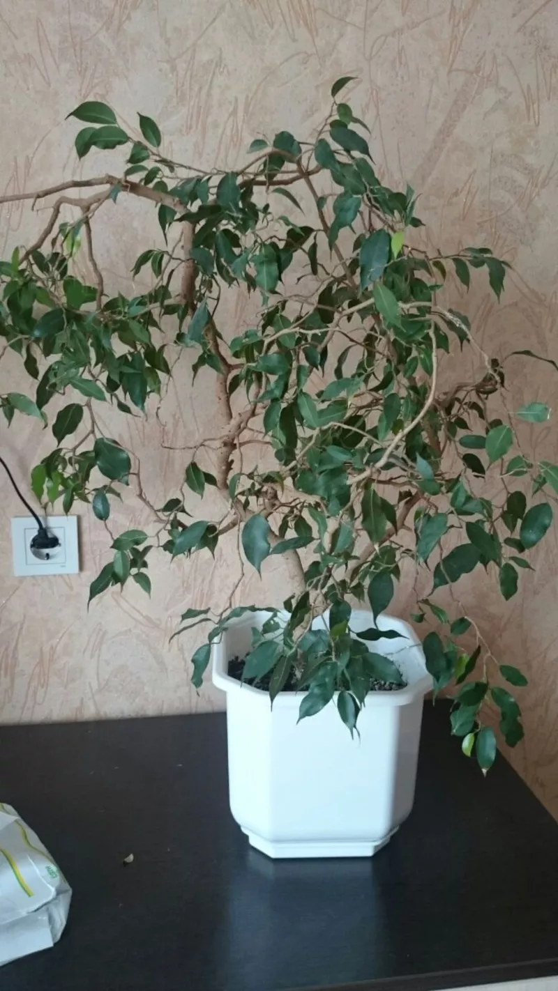 Продам комнатное растение фикусы Бенджамина 5