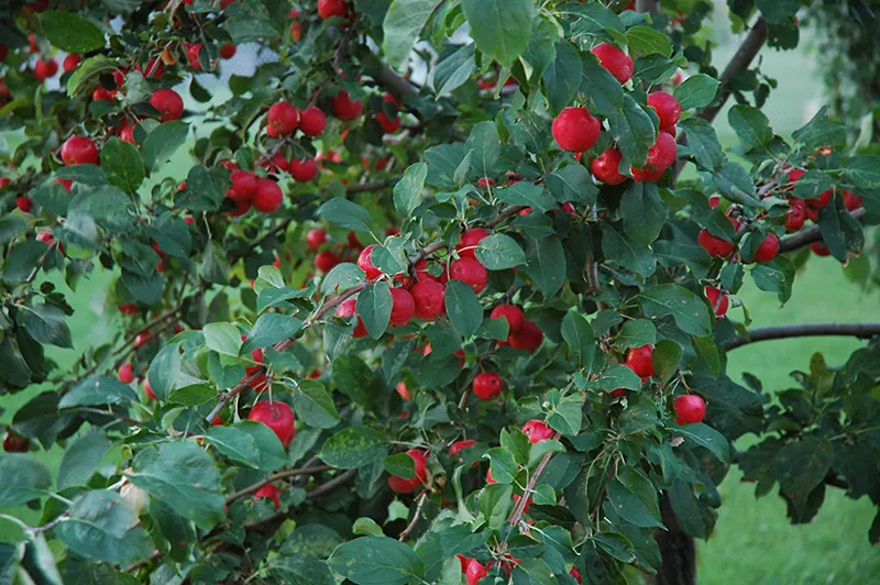 Яблони декоративные – для озеленения 4