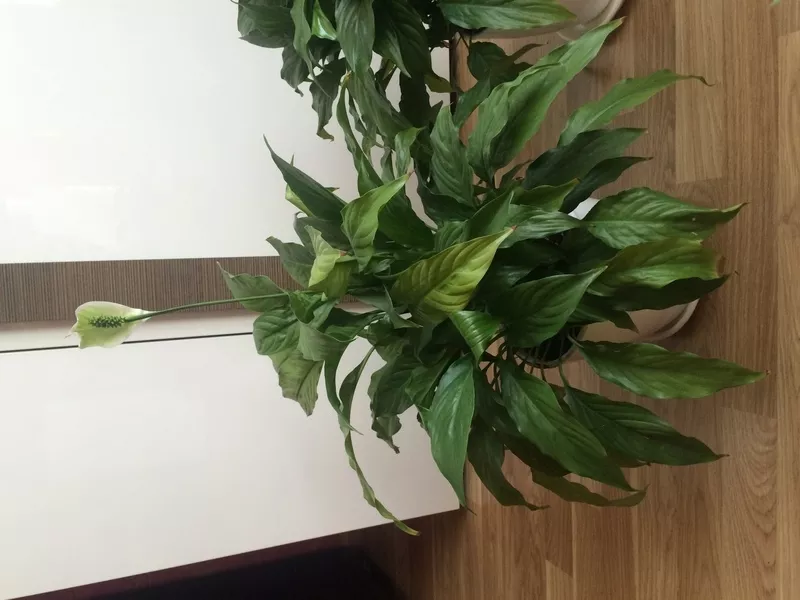 Спатифиллум ) шикарное комнатное растение 