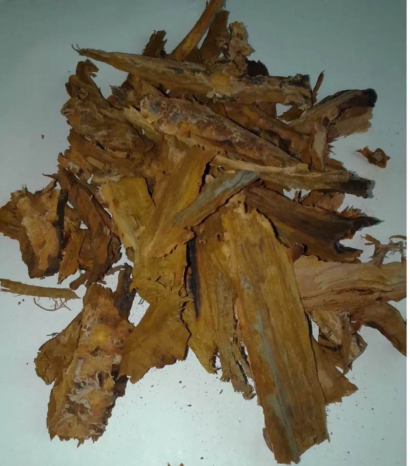 кора усохшей вишни
