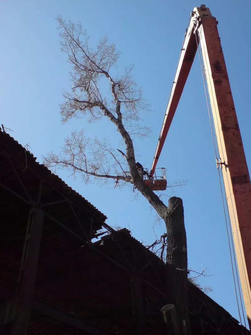 Спил деревьев Киев Удаление пней дробление веток кронирование 2