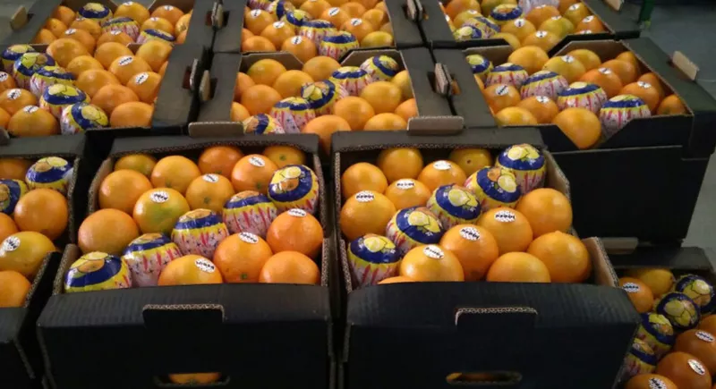 Апельсины оптом из Испании