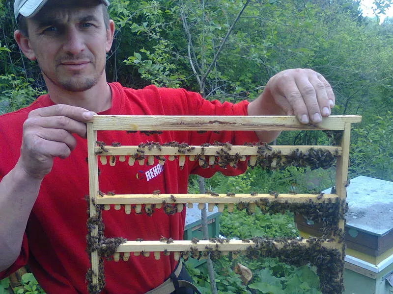 Продам БДЖОЛИНЕ маточне молочко