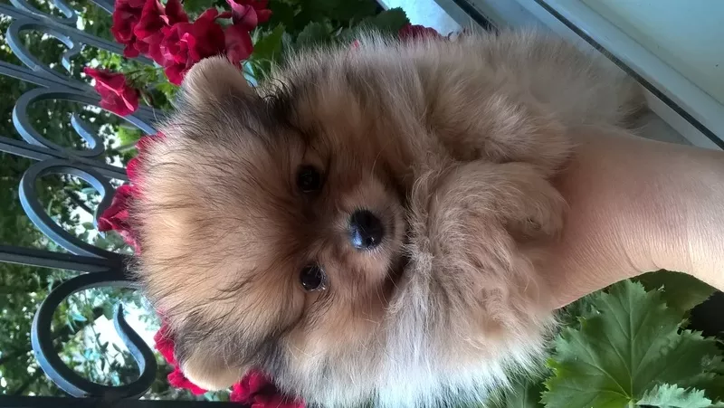 щенок  шпица померанского 