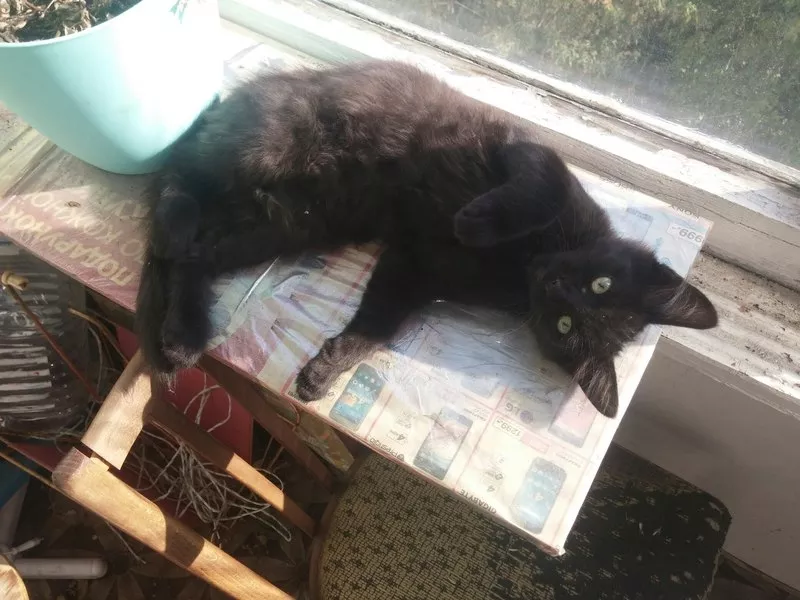 Cмышленый черный котенок ищет дом 3