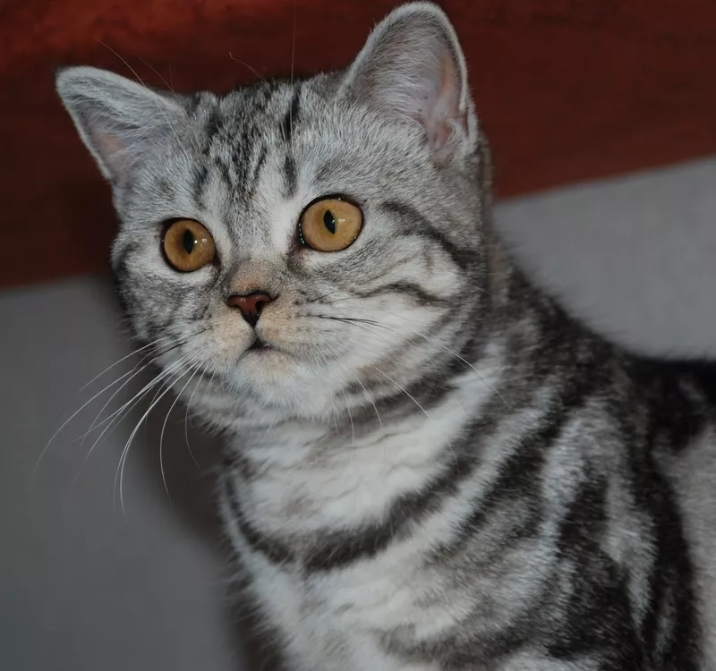 Британские котята черный мрамор на серебре (вискас) 3