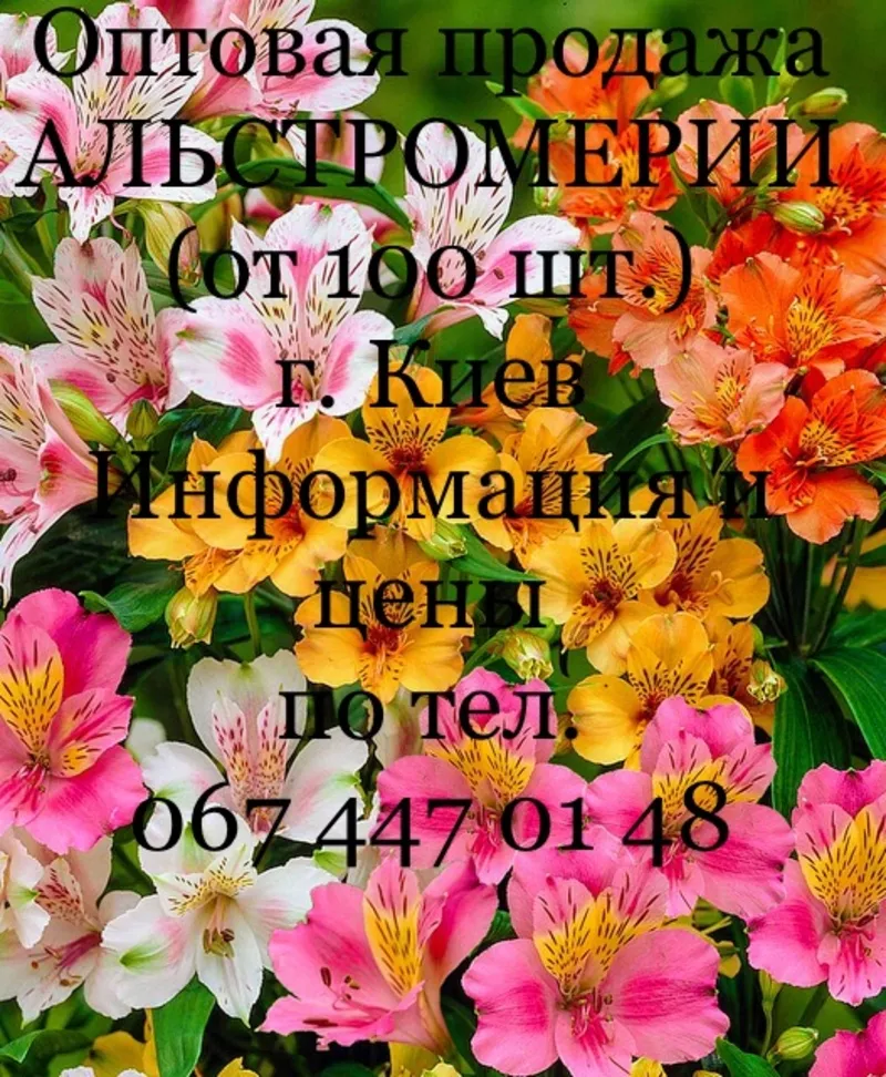 Альстромерия,  опт. от 100 шт.,  г. Киев