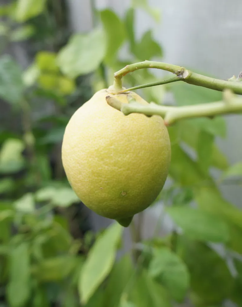 Лимоны для выращивания в квартире
