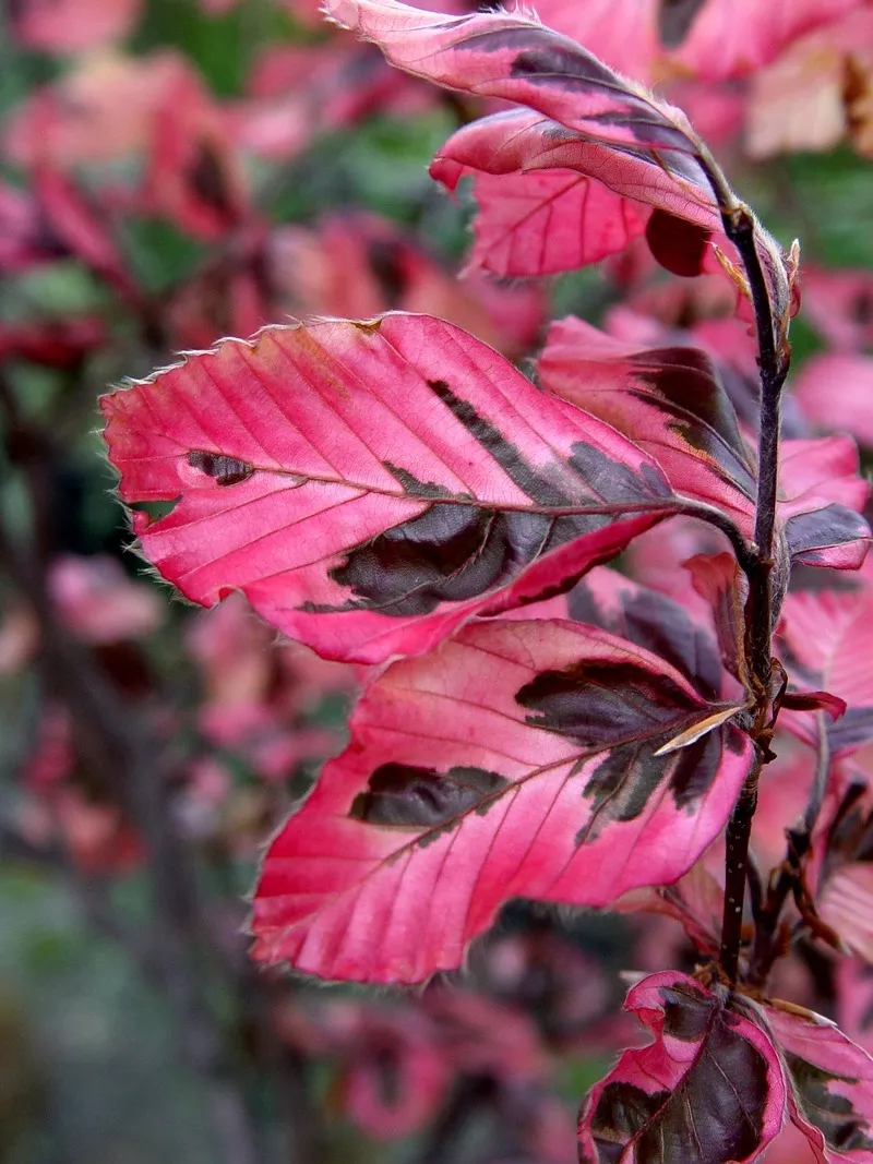 Бук лесной привитой Fagus silvatica для озеленения 2