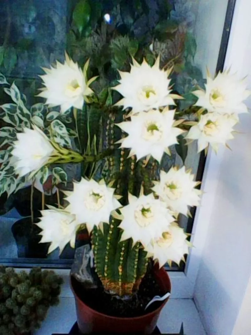 Кактус Эхинопсис. Цветы необыкновенной красоты с нежным ароматом.