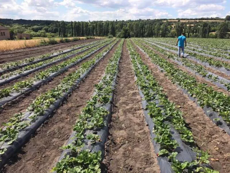 Работа на ягодной ферме,  сбор клубники,  с.Грузское 2