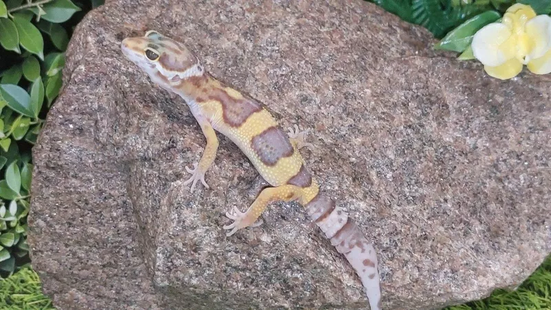 Эублефар или леопардовый геккон,  ручная рептилия для дома.