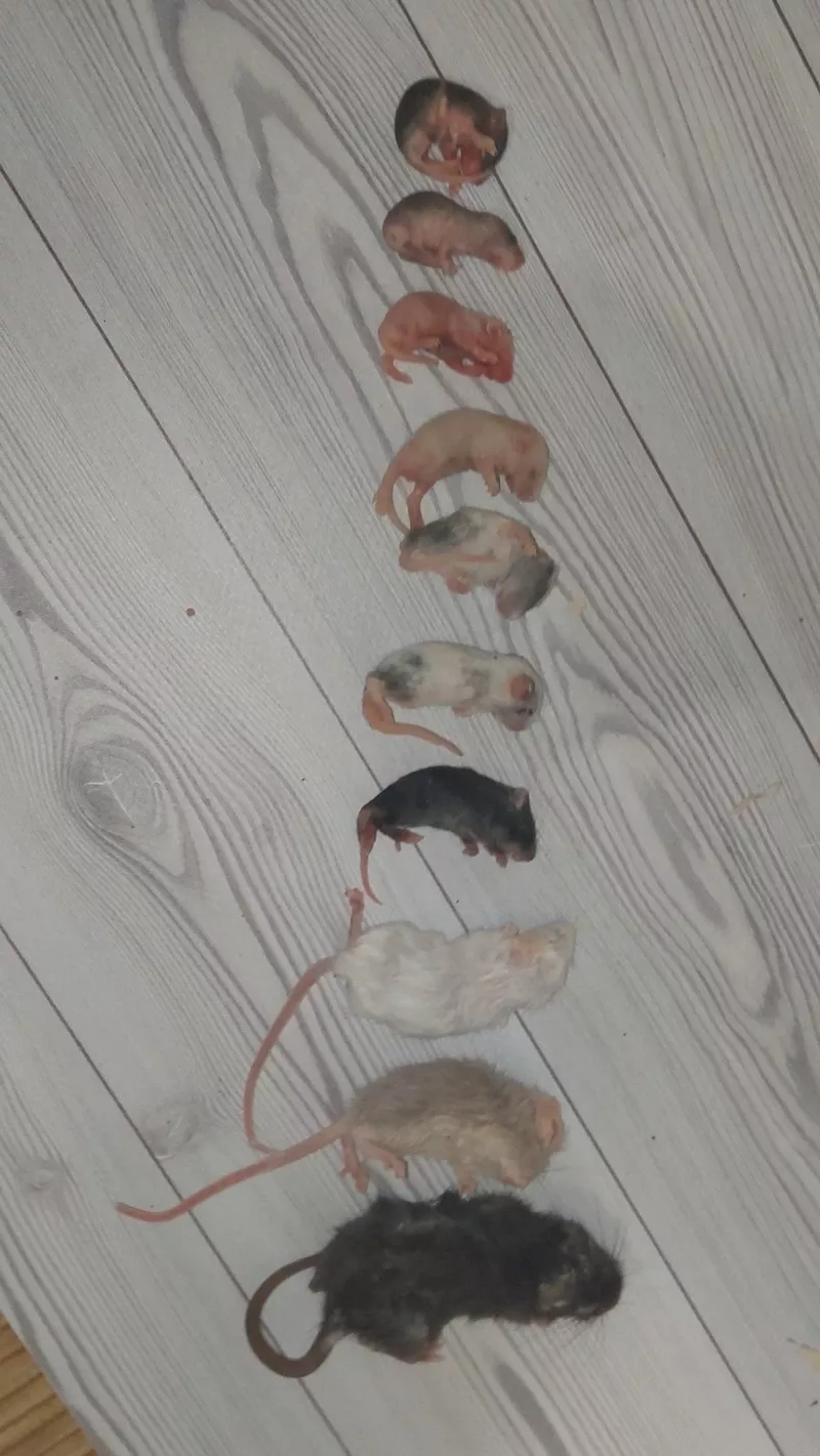 Кормовые мыши,  крысы замороженные,  разных размеров. 2