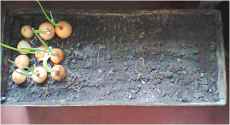 Металлические ящики под посадку: цветов,  овощей,  фруктов,  6штук,  новые 2