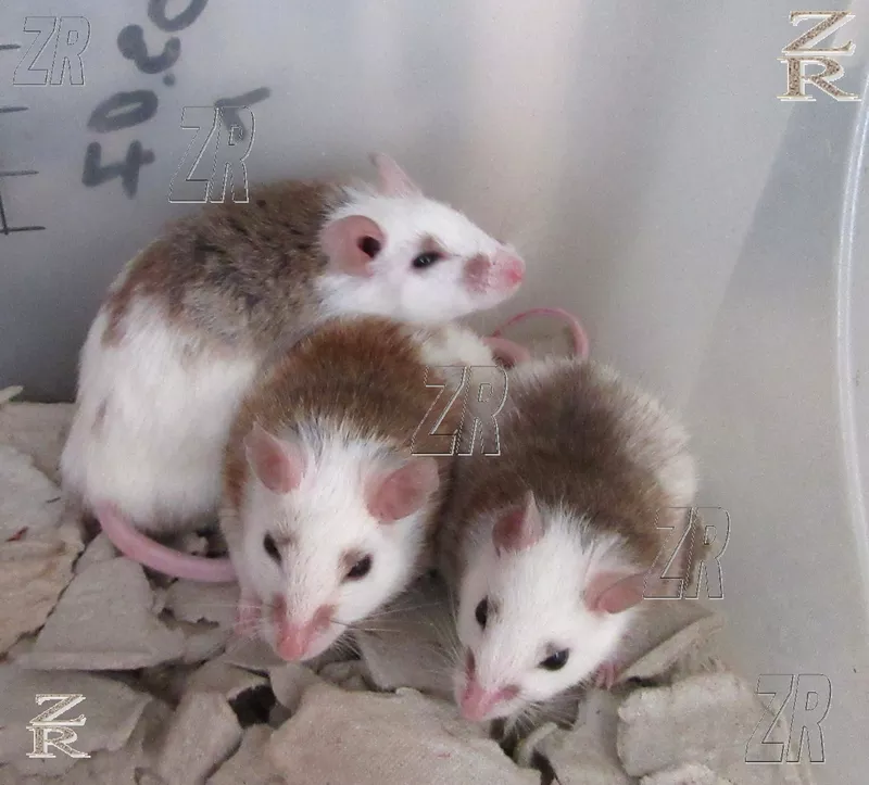 Кормовые крысята - Мастомис или Натальная крыса (Mastomys natalensis). 3