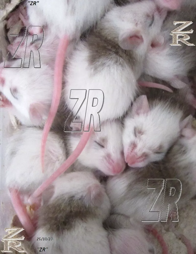 Кормовые крысята - Мастомис или Натальная крыса (Mastomys natalensis). 2