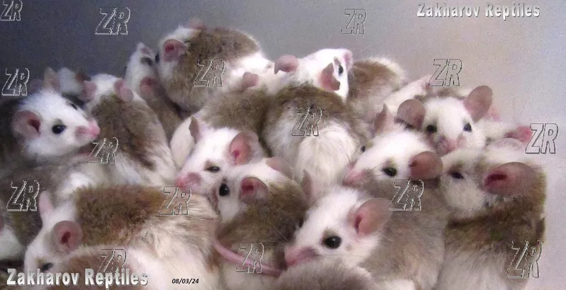 Кормовые крысята - Мастомис или Натальная крыса (Mastomys natalensis). 4