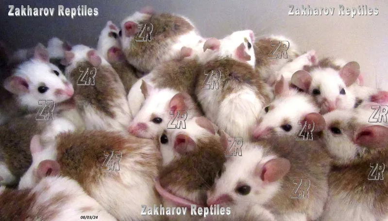 Кормовые крысята - Мастомис или Натальная крыса (Mastomys natalensis). 5