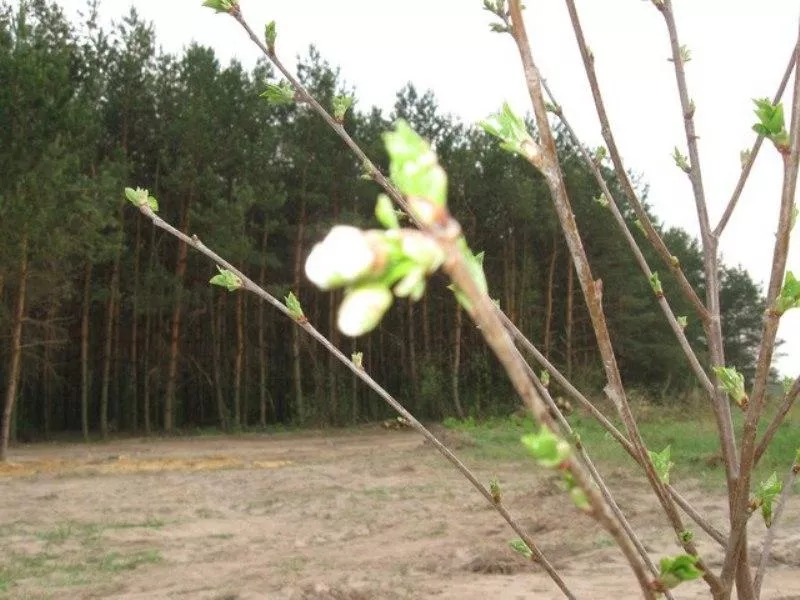 Продається мальовнича ділянка в передмісті,  17 соток,  під забудову 3