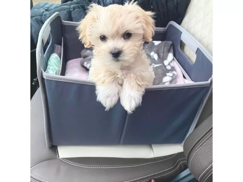 Домашні цуценята Sweet Maltipoo